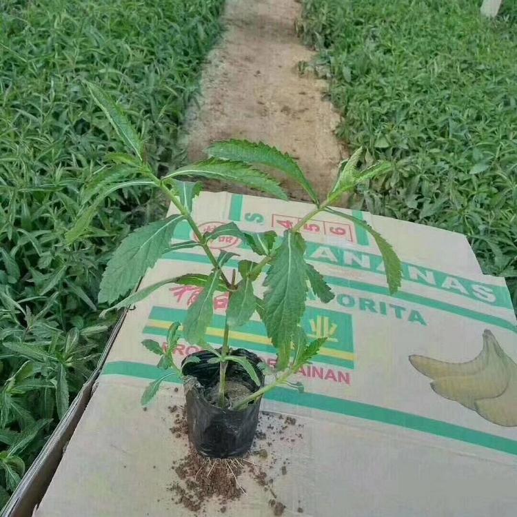 马鞭草小苗 山东马鞭草小苗 价格从优