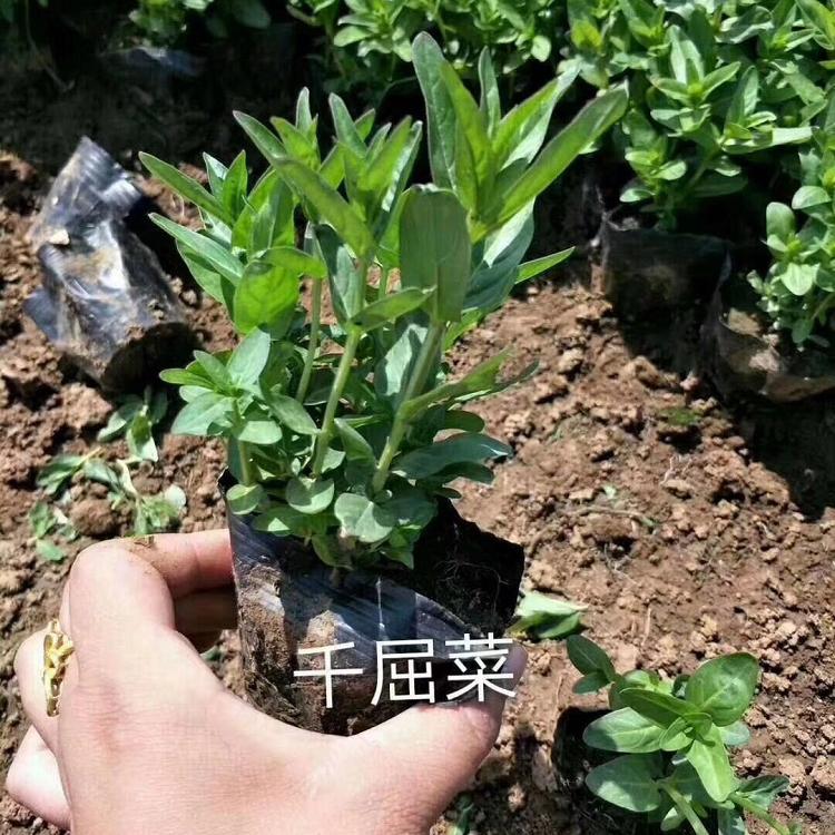 千屈菜杯苗报价 山东千屈菜杯苗基地种植