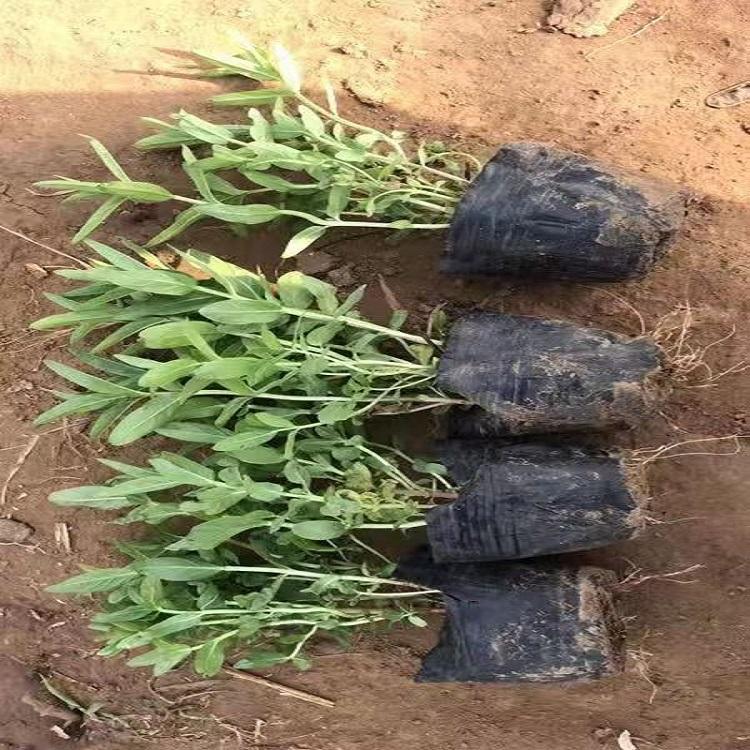 千屈菜杯苗 采购基地 千屈菜杯苗报价
