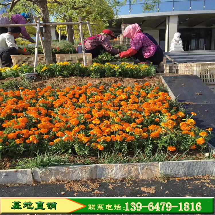 成活率高孔雀草 山东草花基地直销橘红色孔雀草 营养杯苗孔雀草价格