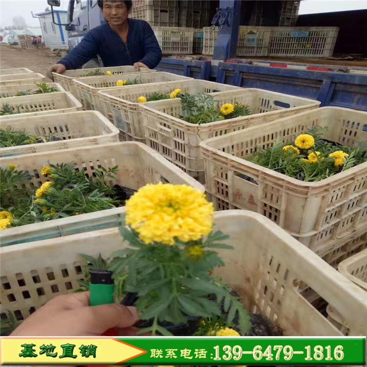 双色盆孔雀草 黄色橘红色孔雀草批发价格 十月一租摆花卉