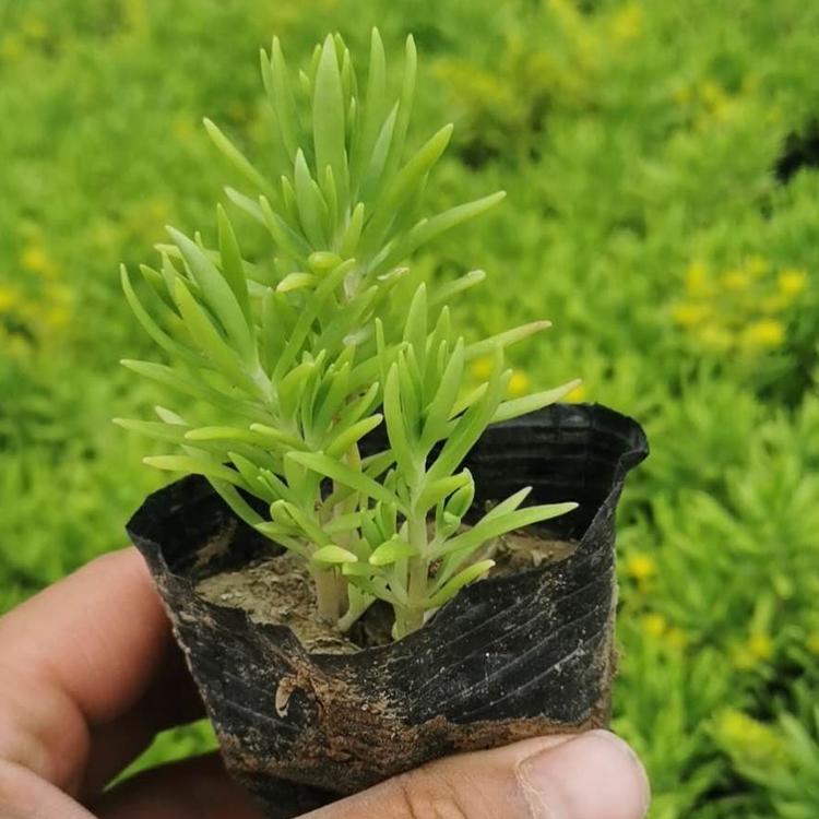 佛甲草 小苗  佛甲草批发