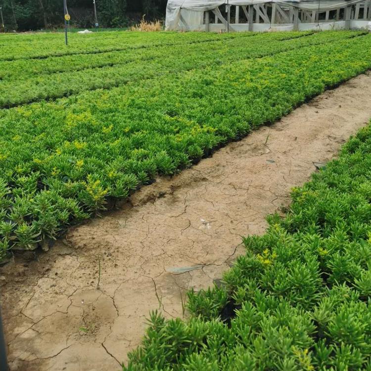 佛甲草 小苗基地