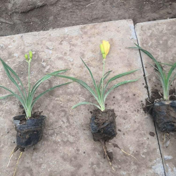 金娃娃萱草