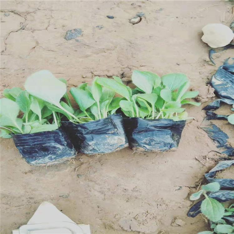 大滨菊 大滨菊价格 多芽大滨菊种植基地 大滨菊快销好苗