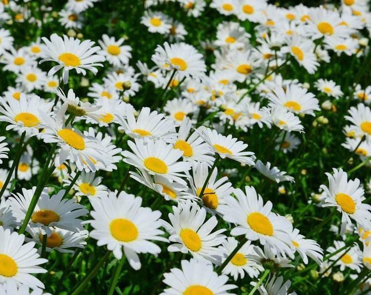 大滨菊 大滨菊价格 大滨菊工程用苗 大滨菊基地 大滨菊批发 青州大滨菊