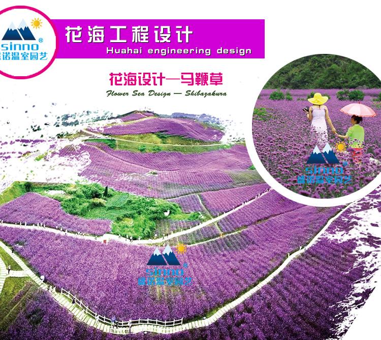 花海景观工程 设计 育苗 种子 施工一体化服务公司 景区花海公园