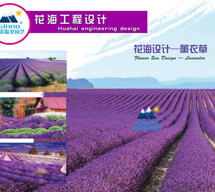 打造花海 花海花径 景区花海 基地 供应商 项目可行性报告
