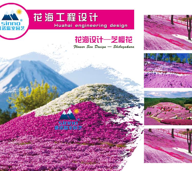 打造花海 花海花径 景区花海 青州草花 合作协议