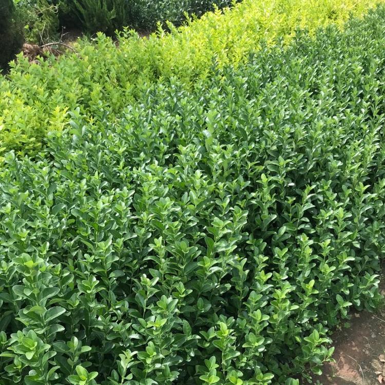 卫矛价格 爬行卫矛 扶芳藤 基地直供