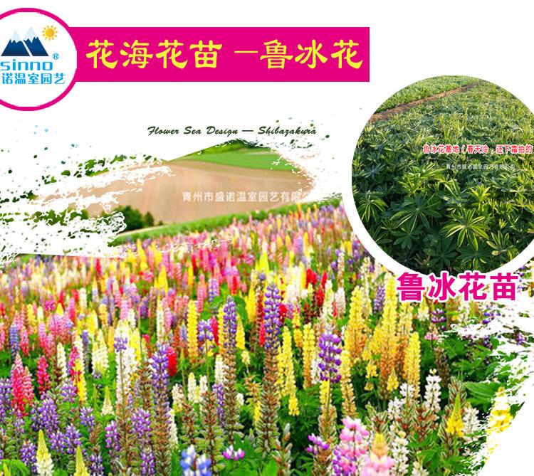 打造花海 花海花径 景区花海 基地 供应商 策划书 旅游规则