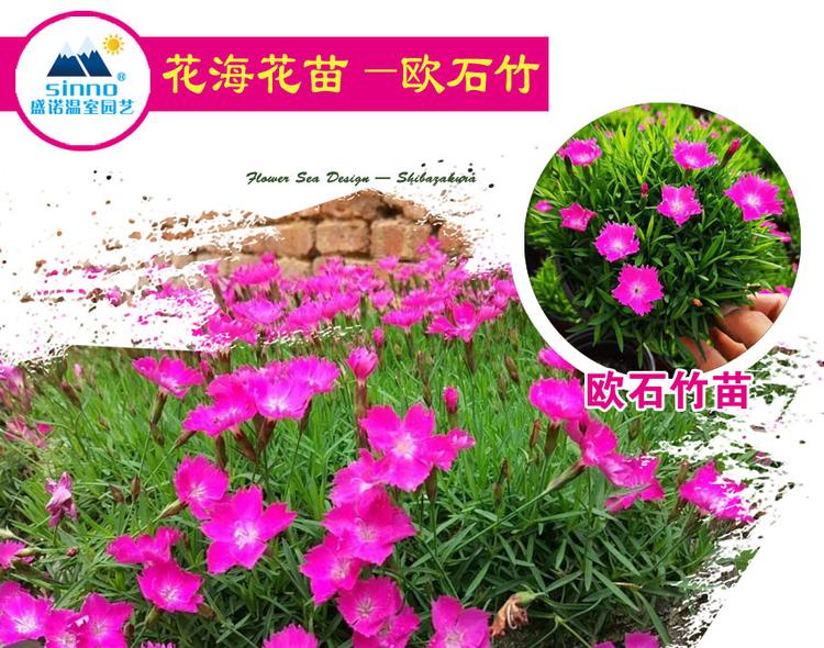 花海造型 梯田丘陵花海工程 青州草花 合作协议