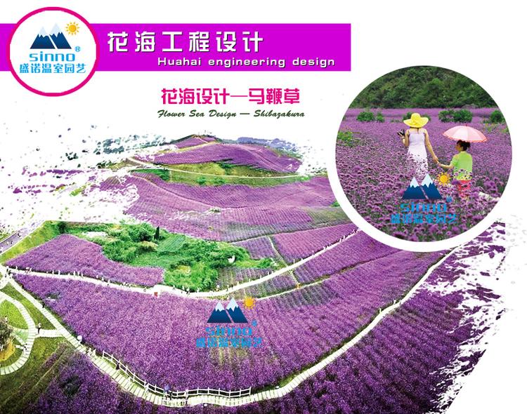打造花海 花海花径 景区花海 宿根花卉 审批流程