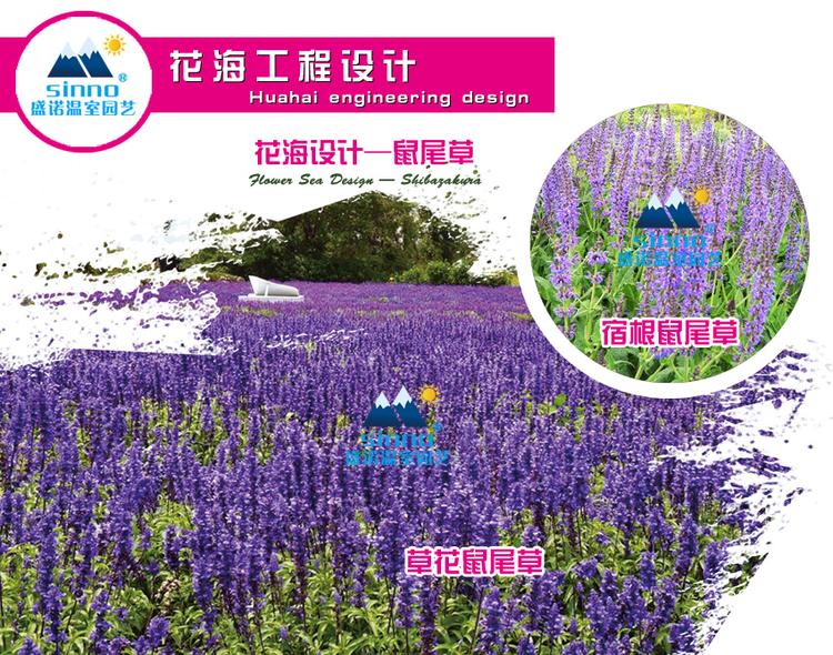芝樱 马鞭草 粉黛乱子草 欧石竹 花卉园艺 审批流程