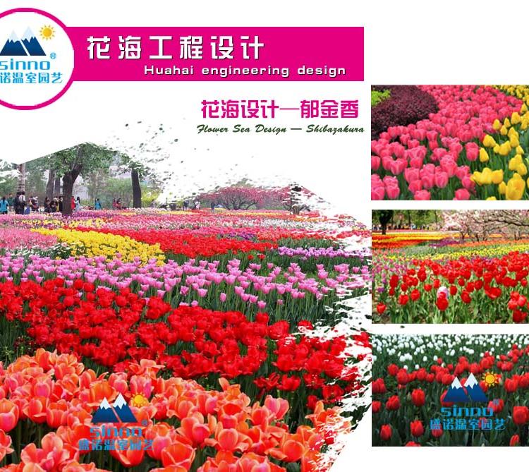 花海造型 梯田丘陵花海工程 青州草花 资金预算