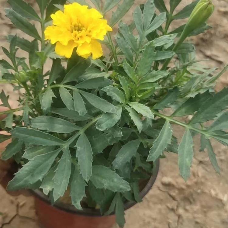 孔雀草（橙黄）  孔雀草租摆  租摆草花孔雀草双色盆 便宜的孔雀草小苗