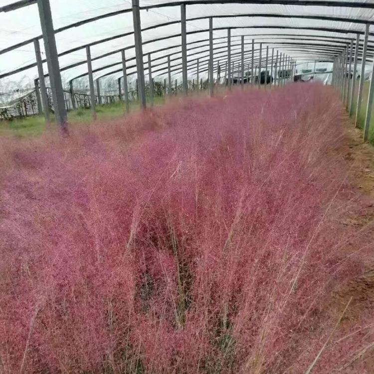 网红草 粉黛乱子草  便宜的粉黛乱子草小苗 网红草种植基地