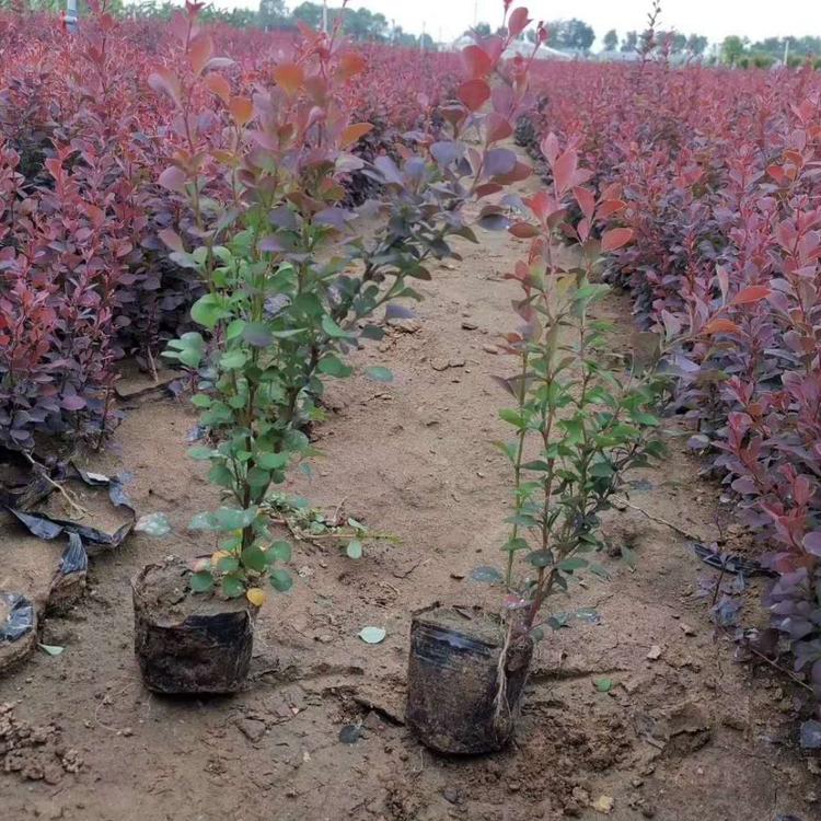 红叶小檗 紫叶小檗  青州红叶小檗杯苗 便宜的红叶小檗种植基地