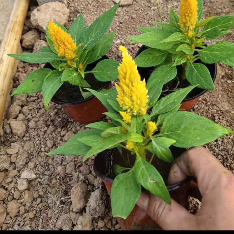 可租摆的时令草花 大量出售进口黄色鸡冠花  青州双色盆黄色一支笔鸡冠花便宜  进口一支笔杯苗 进口黄色一支笔种植基地  一支笔直销