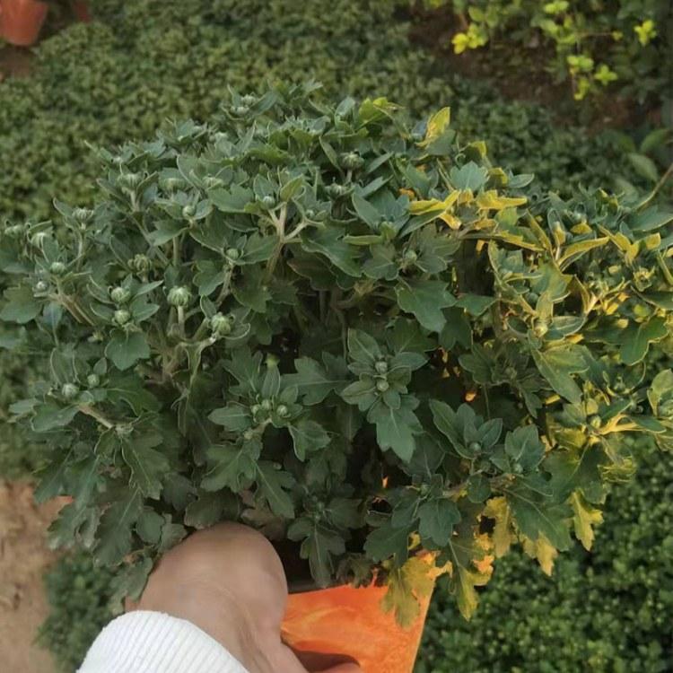 千头菊 千头菊自产小苗批发