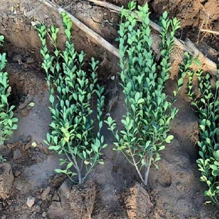 种植冬青 冬青基地 销售绿化苗木