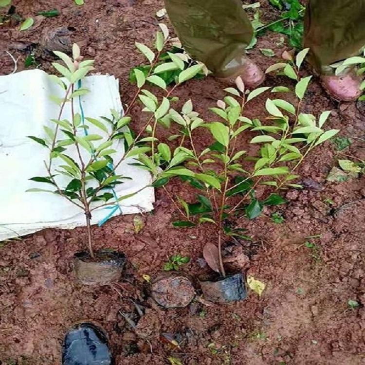 种植红叶石楠 红叶石楠价格 绿化苗木