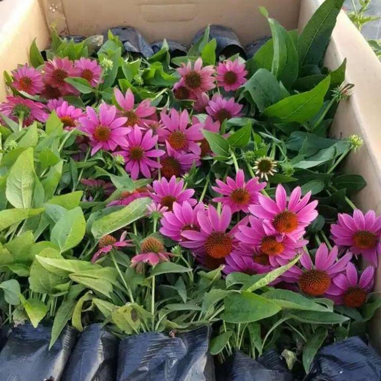 种植松果菊 松果菊价格 基地直供
