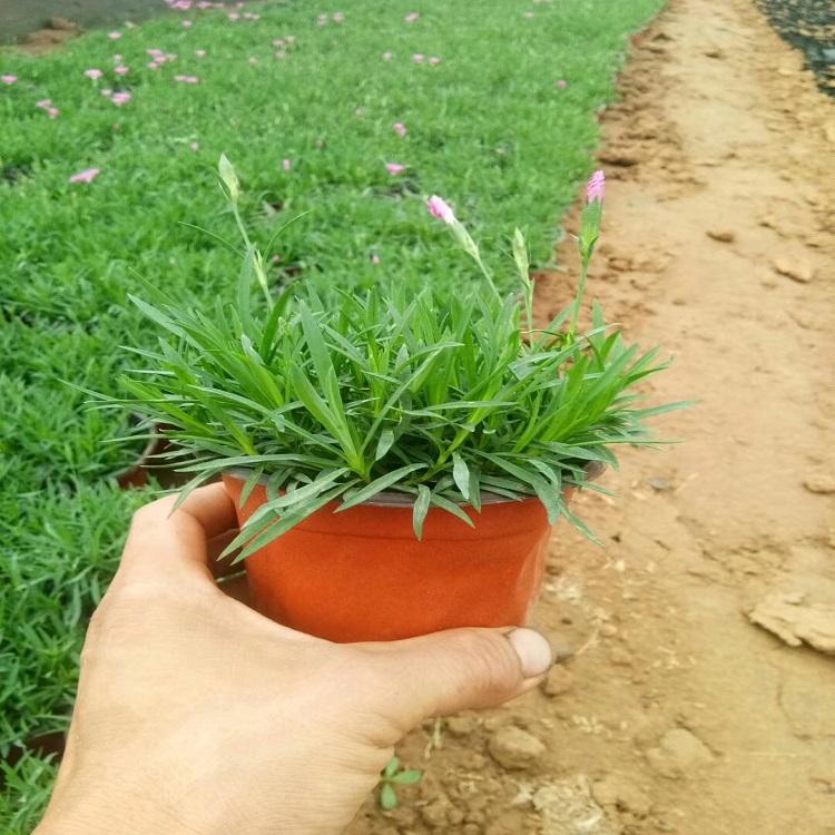 种植双色盆欧石竹 双色盆欧石竹种植基地
