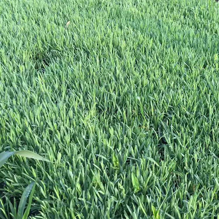 地被石竹价格 地被石竹销售商 青州草花基地