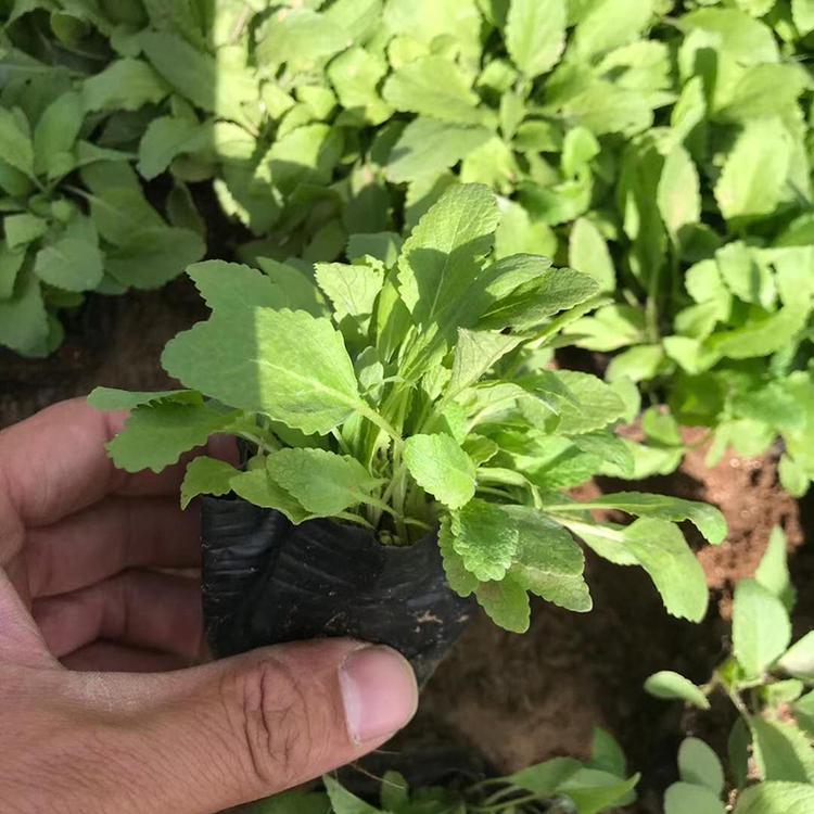 地被鼠尾草供应 地被鼠尾草种植基地 山东草花基地香泽