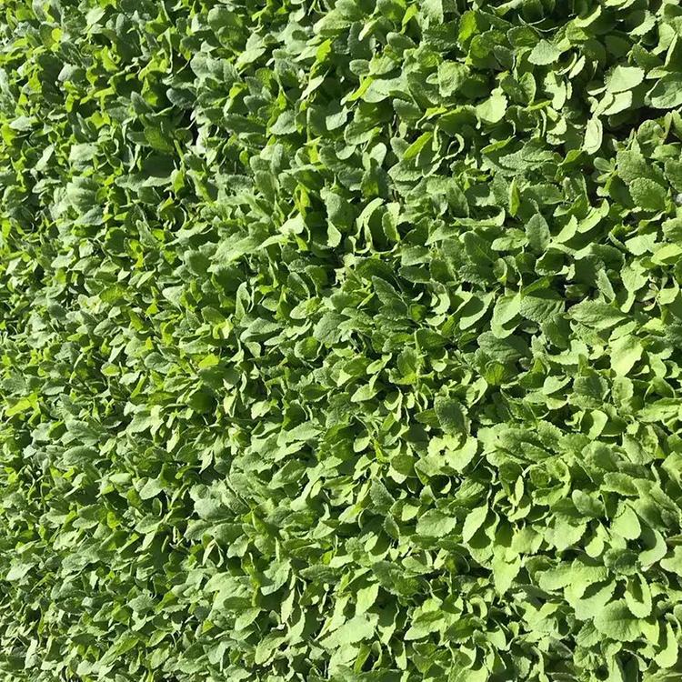 地被鼠尾草供应 地被鼠尾草批发基地 山东草花基地香泽