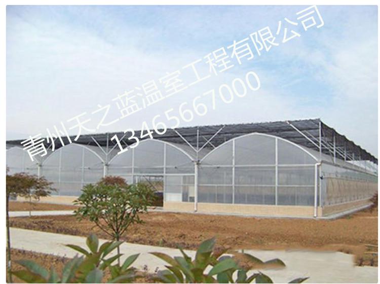 建造连栋温室  天之蓝温室  花卉温室连栋棚