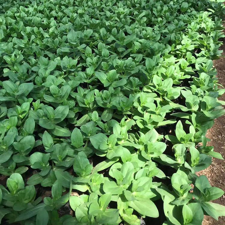 百日草小苗种植基地 百日草杯苗价格咨询 香泽