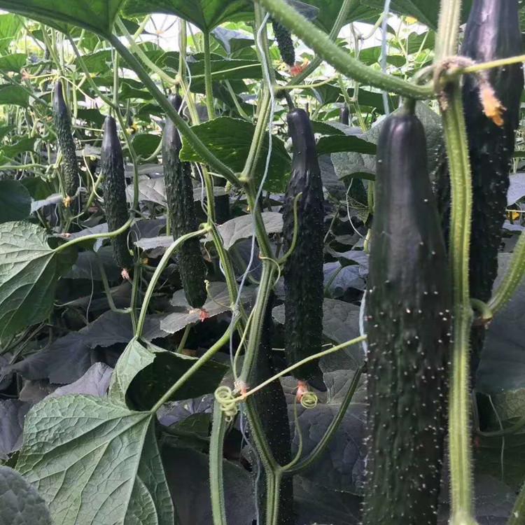 黄瓜种苗  温室种植黄瓜苗  批发零售黄瓜苗  广辰种苗