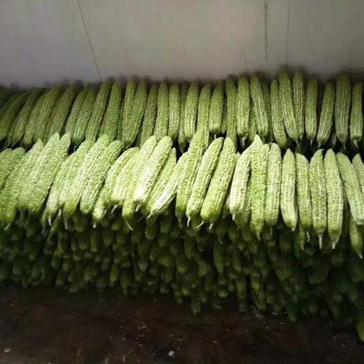 绿直苦瓜苗 长势好 抗病虫害 苦瓜苗种植基地供应销售