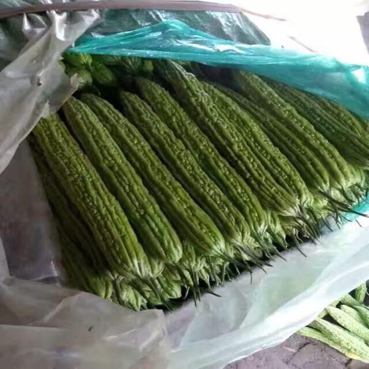 抗病毒苦瓜苗 寿光温室大棚苦瓜苗 广辰全国发货