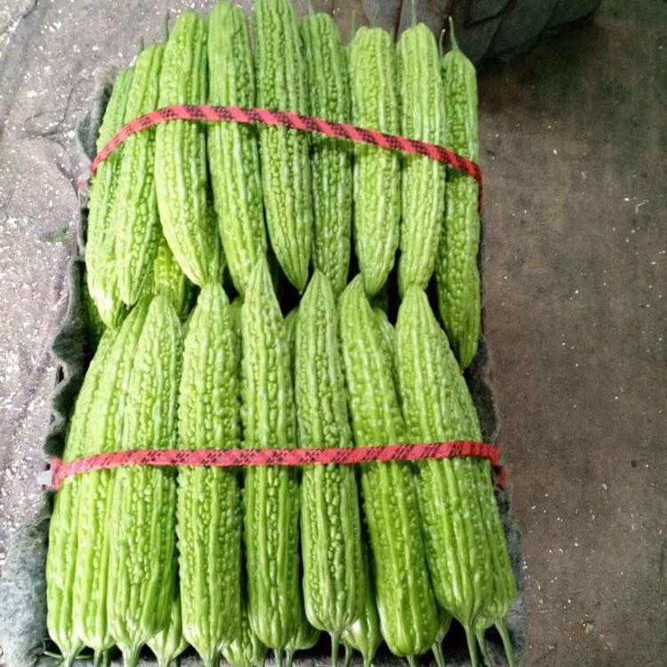 耐寒抗热苦瓜苗  山东种苗  种植苦瓜苗  批发好价