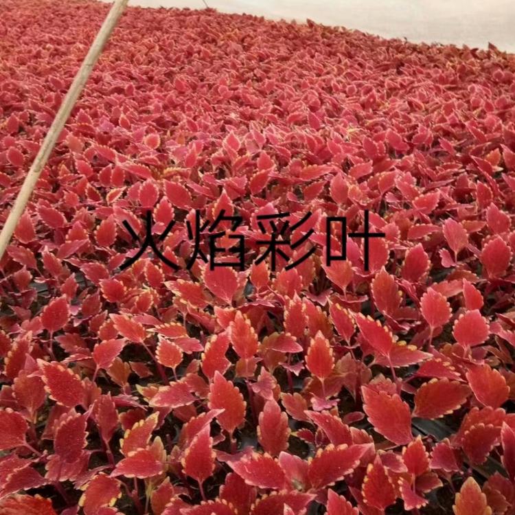 彩叶草价格黄彩叶草价格火焰小苗
