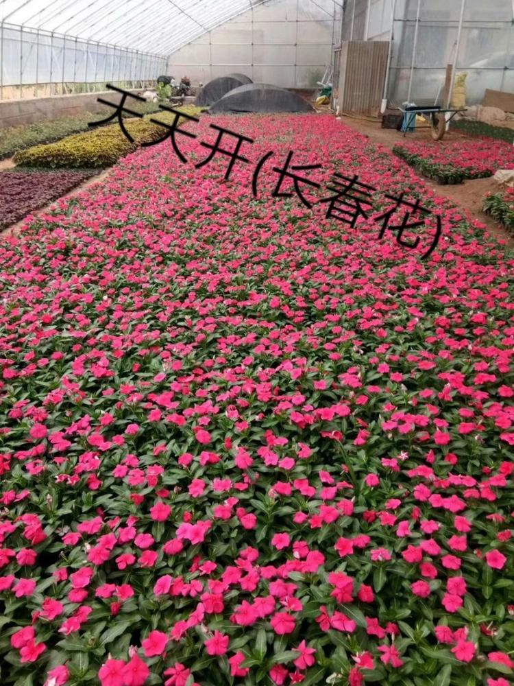 长春花天天开价格长春花小苗