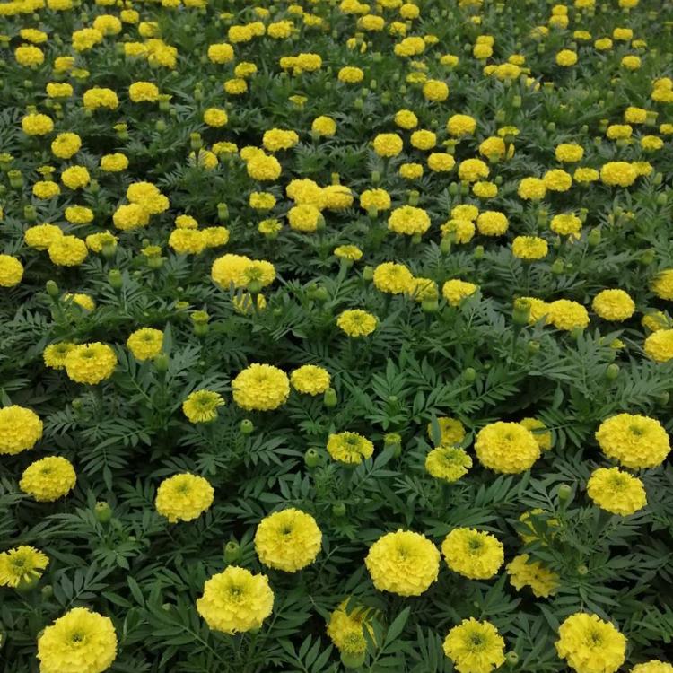 大量供应孔雀草小苗  孔雀草基地   量大价优