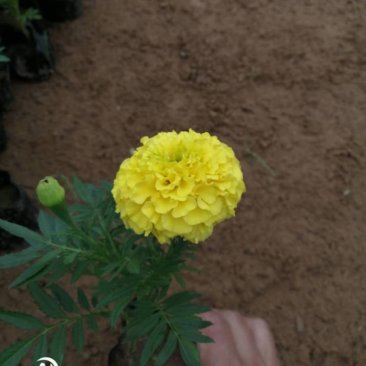 盆栽孔雀草 孔雀草批发 东田孔雀草报价