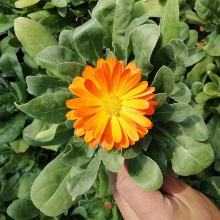 欢迎选购金盏菊  金盏菊批发  大量现货出售