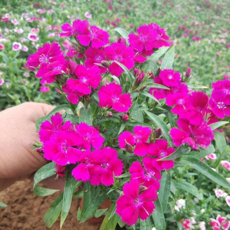 现货供应   五彩石竹报价   基地直供  量大质优