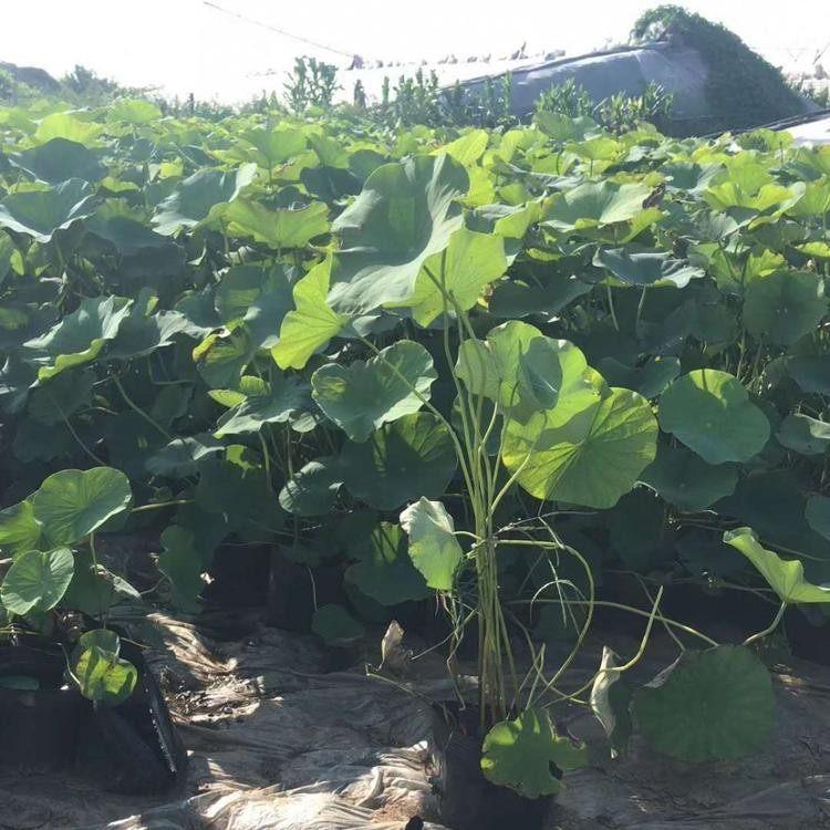 荷花基地   大量批发荷花     荷花价格
