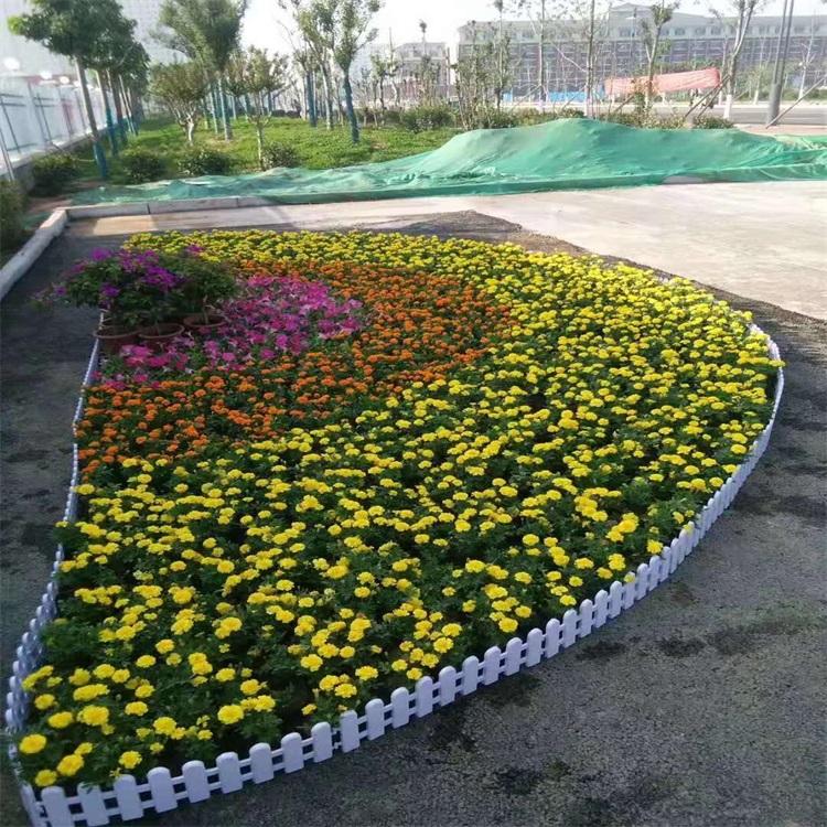 草花 地被 观赏草 绿化苗木 水生植物 花海设计 绿化工程报价 江瑞园艺常年供应 详情欢迎致电咨询