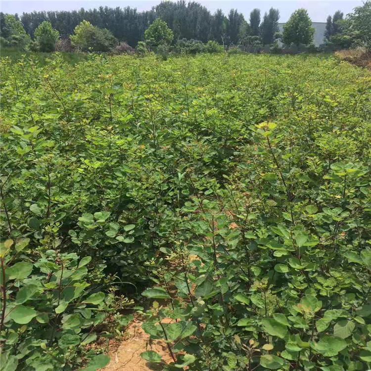 黄栌 黄栌价格 批发黄栌 黄栌种植基地 江瑞园艺黄栌供应商