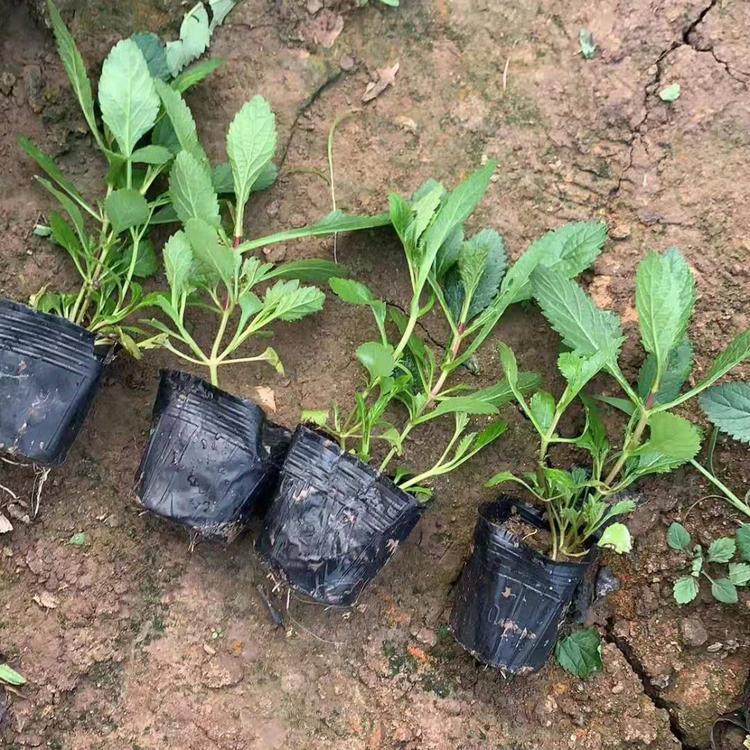 马鞭草价格马鞭草基地马鞭草批发