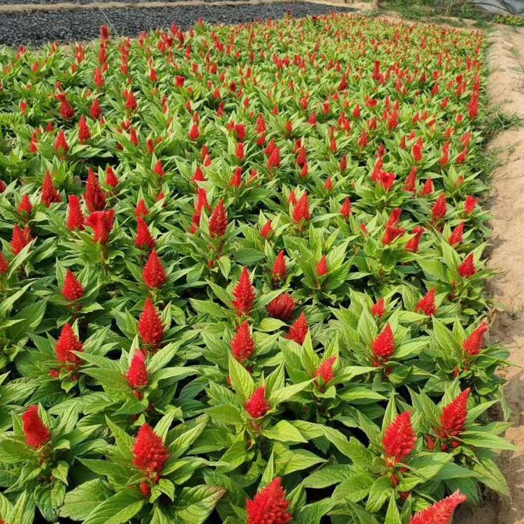基地直销大量供应一支笔 鸡冠花 批发时令草花世纪红红叶一支笔价格  山东潍坊