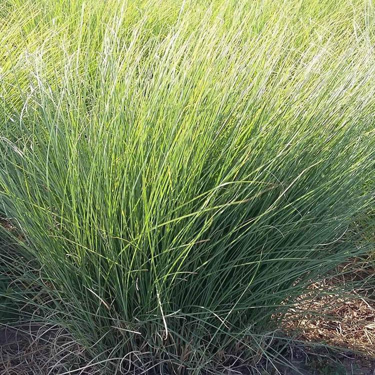 细叶芒价格 基地 大量直销宿根草花绿化苗木 花海设计