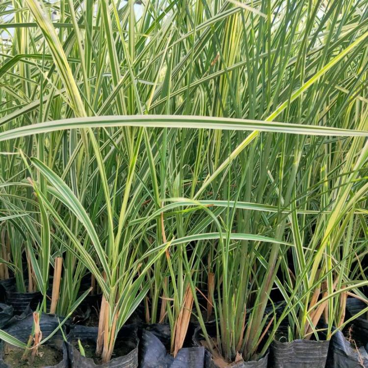 青州观赏草基地 花叶芒价格 花叶芒批发